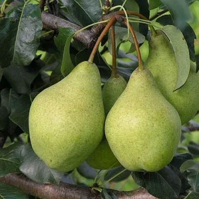 Груша ОРЛОВСКАЯ ЛЕТНЯЯ в Барнауле