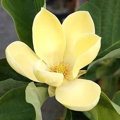 Магнолия ЕЛЛОУ ЛАНТЕРН  Магнолия ЕЛЛОУ ЛАНТЕРН в Барнауле