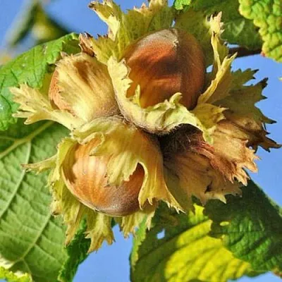 Фундук ТОНДА РОМАНА  Фундук ТОНДА РОМАНА в Барнауле