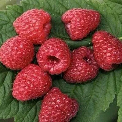 Малина ЗЮГАНА  Малина ЗЮГАНА в Барнауле