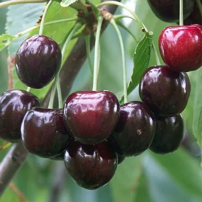 Черешня ЛЮБИМИЦА АСТАХОВА в Барнауле