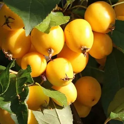 Яблоня ГОЛДЕН ХОРНЕТ декоративная  Яблоня ГОЛДЕН ХОРНЕТ декоративная в Барнауле