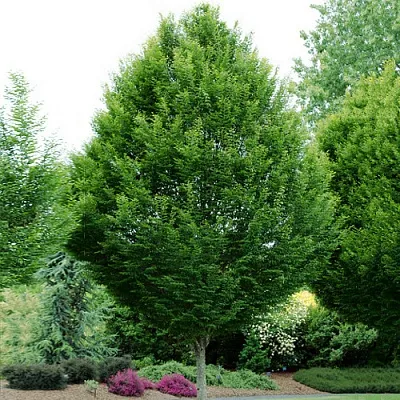 Граб  Граб в Барнауле