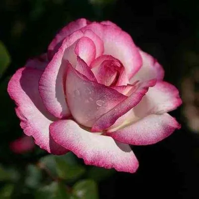 Саженцы роз ДИП ВОТЕР чайно-гибридная в Барнауле