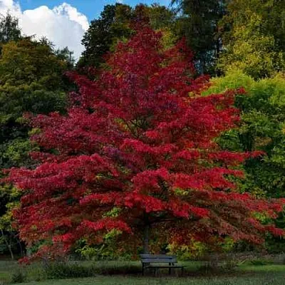Дуб болотный  Дуб болотный в Барнауле