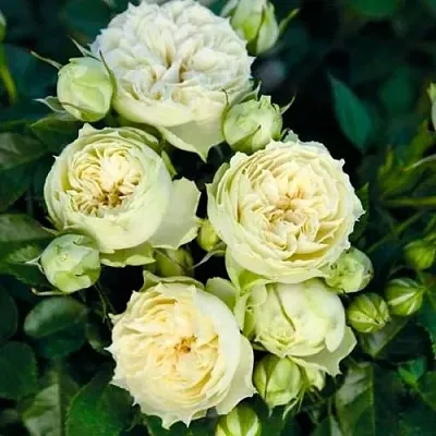 Саженцы роз БЛАНШЕТТ спрей  Саженцы роз БЛАНШЕТТ спрей в Барнауле