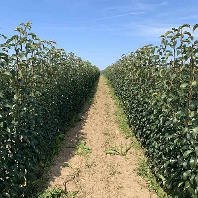 Саженцы почтой и ТК в Барнауле