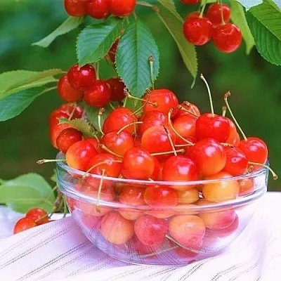 Черешня НАСЛАЖДЕНИЕ  Черешня НАСЛАЖДЕНИЕ в Барнауле