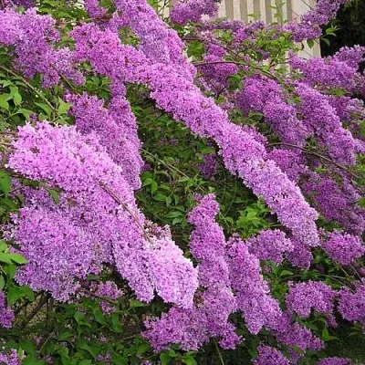 Сирень КИТАЙСКАЯ  Сирень КИТАЙСКАЯ в Барнауле