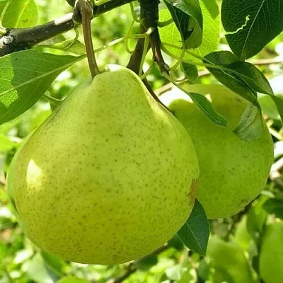 Груша ДАЛИКОР колонновидная в Барнауле