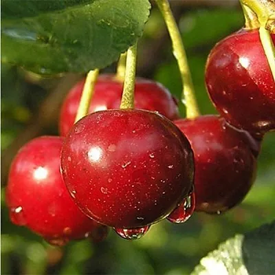 Дюк ПРЕВОСХОДНАЯ ВЕНЬЯМИНОВА  Дюк ПРЕВОСХОДНАЯ ВЕНЬЯМИНОВА в Барнауле