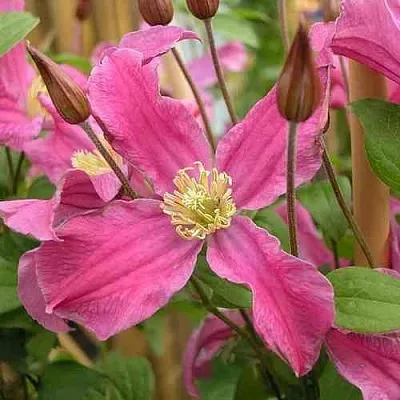 Клематис ИНСПИРЕЙШН ЗОЙН  Клематис ИНСПИРЕЙШН ЗОЙН в Барнауле