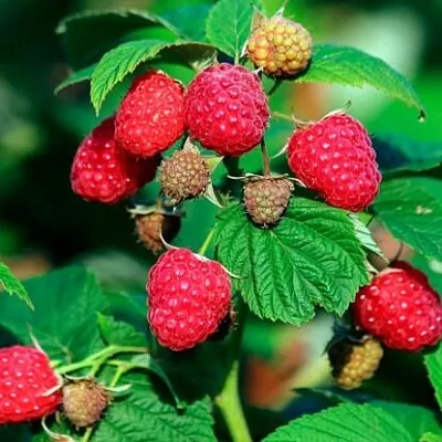 Малиновое дерево  Малиновое дерево в Барнауле