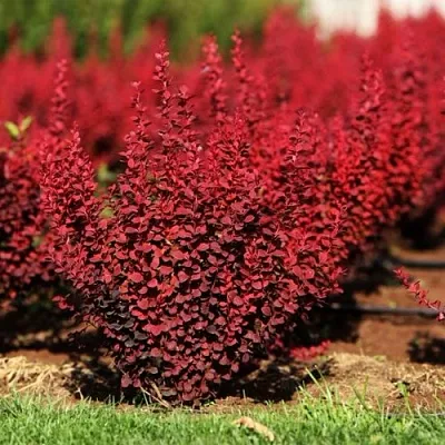 Барбарис ОРАНЖ РОКЕТ тунберга в Барнауле