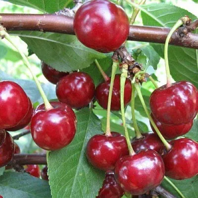 Вишня ТУРГЕНЕВКА в Барнауле