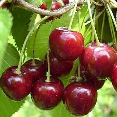 Вишня ХАРИТОНОВСКАЯ в Барнауле