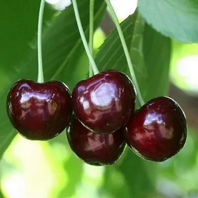 Черешня ЛЕНИНГРАДСКАЯ ЧЁРНАЯ  Черешня ЛЕНИНГРАДСКАЯ ЧЁРНАЯ в Барнауле