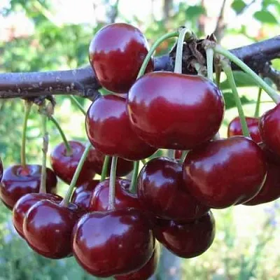 Дюк ИВАНОВНА  Дюк ИВАНОВНА в Барнауле