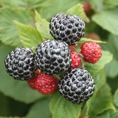 Черная  Черная в Барнауле