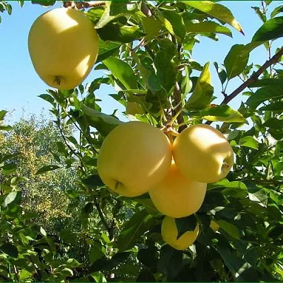 Яблоня ГОЛДЕН МИЛЛЕНИУМ  Яблоня ГОЛДЕН МИЛЛЕНИУМ в Барнауле