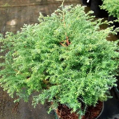 Кипарисовик СКВАРРОЗА горохоплодный  Кипарисовик СКВАРРОЗА горохоплодный в Барнауле