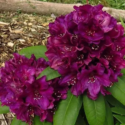 Рододендрон ПОЛАРНАХТ  Рододендрон ПОЛАРНАХТ в Барнауле