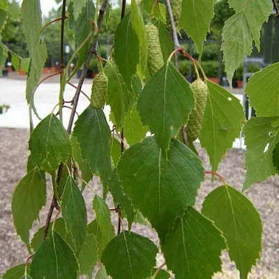 Береза ФАСЦИНЕЙШЕН белая   Береза ФАСЦИНЕЙШЕН белая  в Барнауле