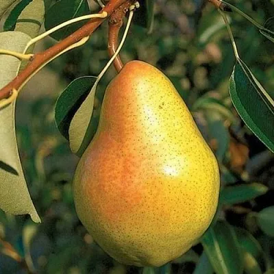 Груша ВЕЛЕСА  Груша ВЕЛЕСА в Барнауле