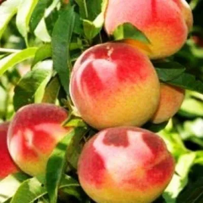 Персик НОВОСЕЛКОВСКИЙ — описание сорта Персик НОВОСЕЛКОВСКИЙ в Барнауле