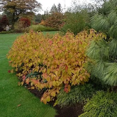 Дерен  АННА ВИНТЕР ОРАНЖ кроваво-красный    Дерен  АННА ВИНТЕР ОРАНЖ кроваво-красный   в Барнауле