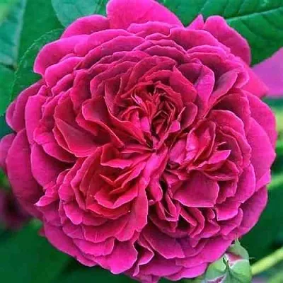 Саженцы роз ВИЛЬЯМ ШЕКСПИР английская  Саженцы роз ВИЛЬЯМ ШЕКСПИР английская в Барнауле