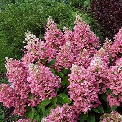 Гортензия ПИНКИ ВИНКИ метельчатая в Барнауле