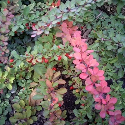 Барбарис ГРИН КАРПЕТ тунберга в Барнауле