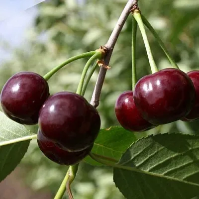 Вишня ЖАДАНА в Барнауле