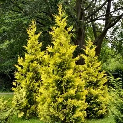 Туя ГОЛДЕН БРАБАНТ западная  Туя ГОЛДЕН БРАБАНТ западная в Барнауле