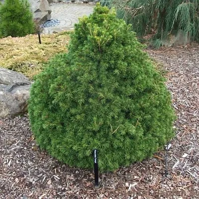 Ель ТОМПА обыкновенная  Ель ТОМПА обыкновенная в Барнауле