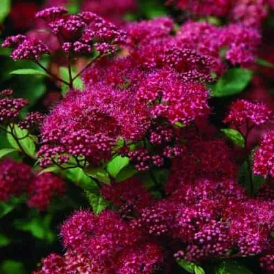 Спирея АНТОНИ ВАТЕРЕР японская  Спирея АНТОНИ ВАТЕРЕР японская в Барнауле