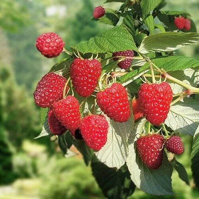 Малина РУБИФОЛ  Малина РУБИФОЛ в Барнауле