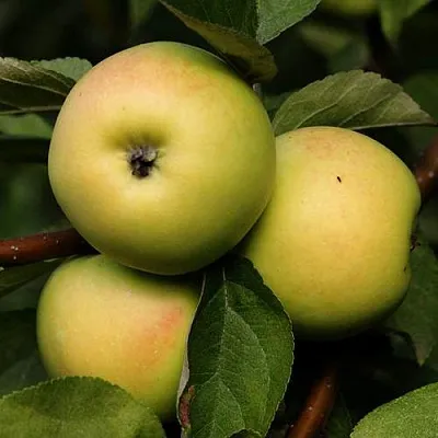 Яблоня ДАНИЛА  Яблоня ДАНИЛА в Барнауле