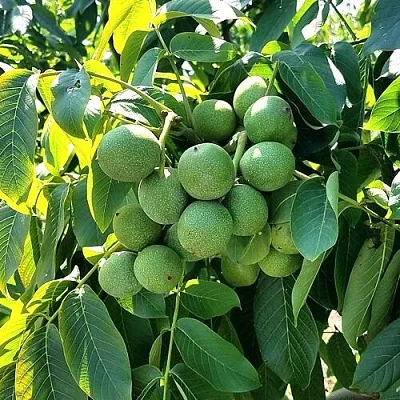 Грецкий орех  ИЗЯЩНЫЙ  Грецкий орех  ИЗЯЩНЫЙ в Барнауле