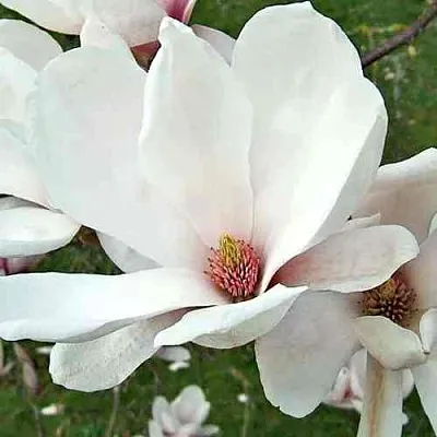 Магнолия АЛЬБА СУПЕРБА  Магнолия АЛЬБА СУПЕРБА в Барнауле
