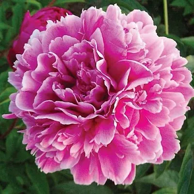 Пион ПУРПУРНАЯ ФЕЕРИЯ травянистый  Пион ПУРПУРНАЯ ФЕЕРИЯ травянистый в Барнауле