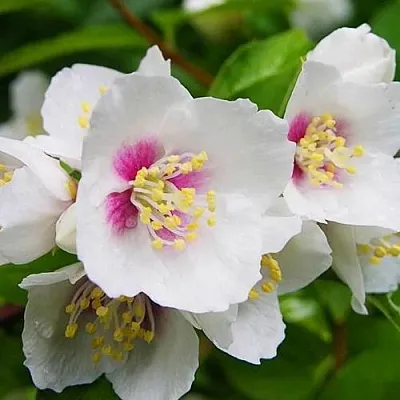 Жасмин БЕЛЬ ЭТУАЛЬ  Жасмин БЕЛЬ ЭТУАЛЬ в Барнауле