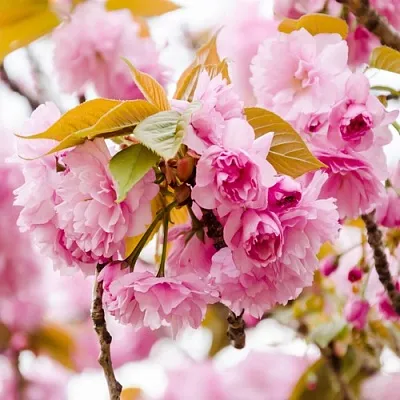 Сакура КАНЗАН  Сакура КАНЗАН в Барнауле