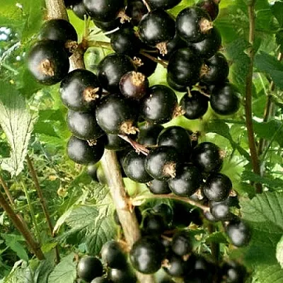 Смородина черная БЕН ТИРЕН  Смородина черная БЕН ТИРЕН в Барнауле