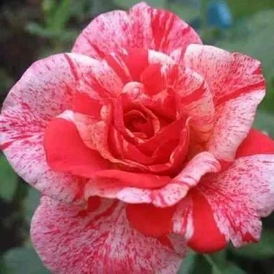 Саженцы роз ФИЛАТЕЛИЯ чайно-гибридная в Барнауле