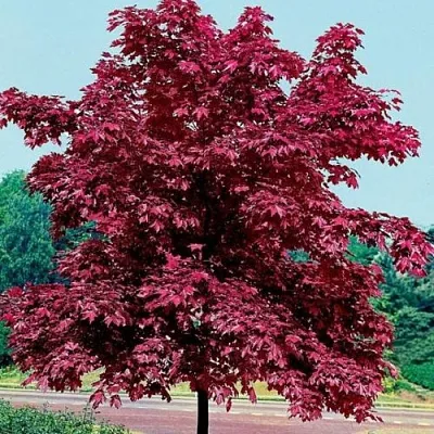 Клен КРИМСОН КИНГ остролистный  Клен КРИМСОН КИНГ остролистный в Барнауле