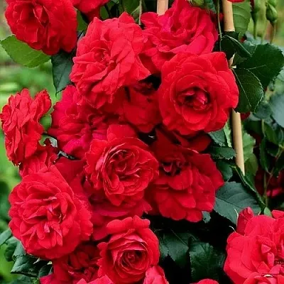 Саженцы роз АМАДЕУС плетистая  Саженцы роз АМАДЕУС плетистая в Барнауле