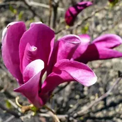 Магнолия СЬЮЗАН  Магнолия СЬЮЗАН в Барнауле