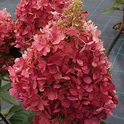 Гортензия КАНДЕЛАЙТ метельчатая в Барнауле